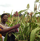 Maize